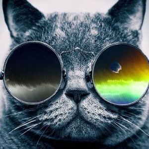 Meet your Posher, Joey